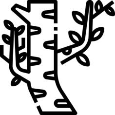Birch tree