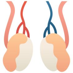 Testicles