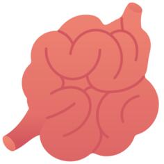 Small intestine