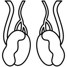 Testicle