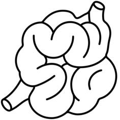 Small intestine
