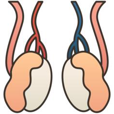 Testicle
