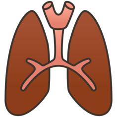 Lung