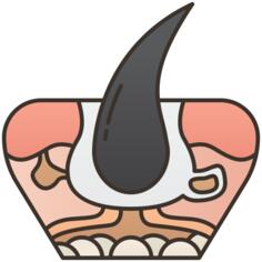 皮肤层