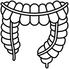 Large intestine