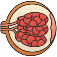 Breast