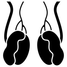 Testicles