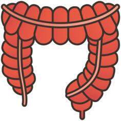 Large intestine
