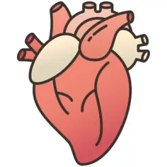 Heart