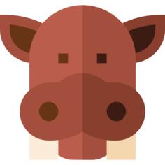 Hippopotamus