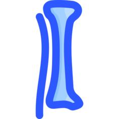 Tibia