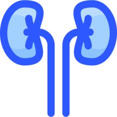 Kidneys