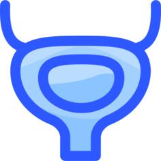 Bladder