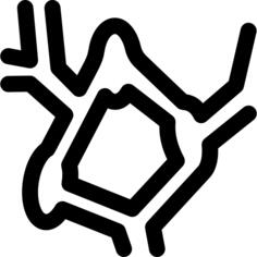 Lymph nodes
