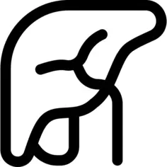 Liver