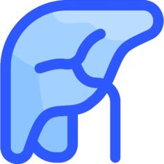 Liver