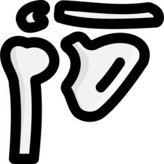 Shoulder blade