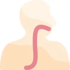 Esophagus