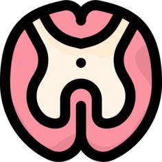 Spinal cord