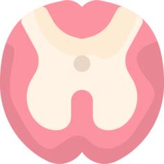 Spinal cord