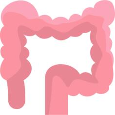 Colon