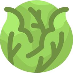 Cabbage