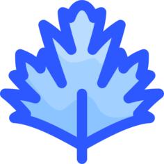 香菜
