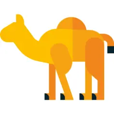 Camel