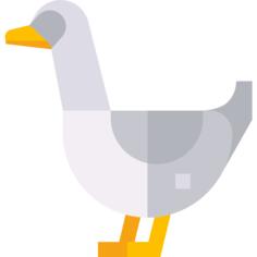 鹅