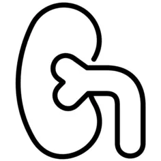 肾