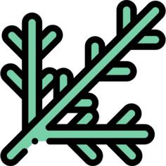 Branches