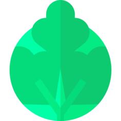 卷心菜