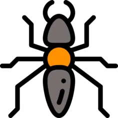 Ant