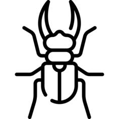 甲虫