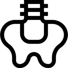 Pelvis