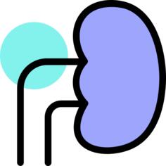 Kidney
