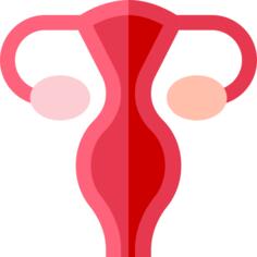 Uterus