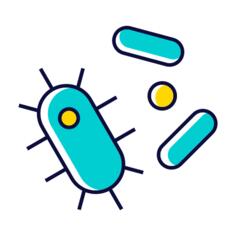 Bacteria