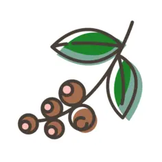 Coffee beans