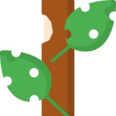 Leaf
