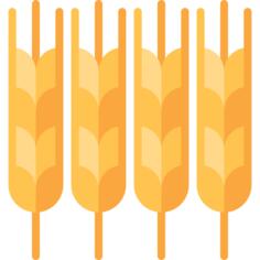 Wheat