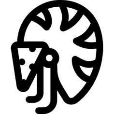 Nautilus