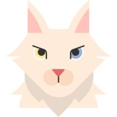 土耳其安哥拉猫