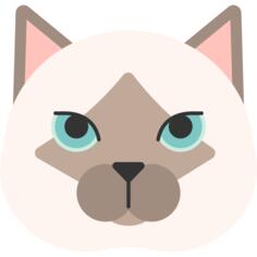 Birman cat
