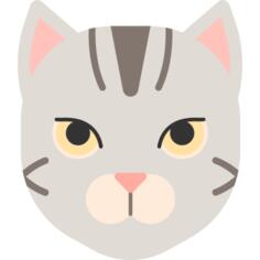 Shorthair cat