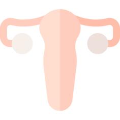Uterus