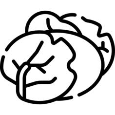 Cabbage