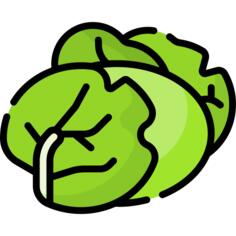 Cabbage