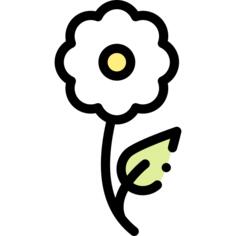 雏菊
