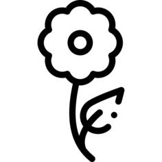 雏菊